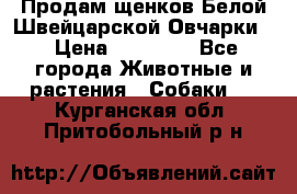 Продам щенков Белой Швейцарской Овчарки  › Цена ­ 20 000 - Все города Животные и растения » Собаки   . Курганская обл.,Притобольный р-н